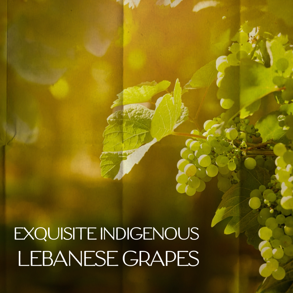 Exquisite Indigenous Lebanese Grapes